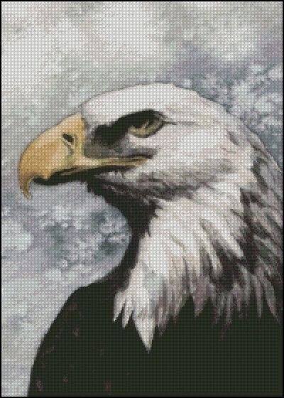 (image for) Bald Eagle - MW